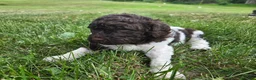 Newfypoo dogs for sale: Mr. Pibb - Ad 3