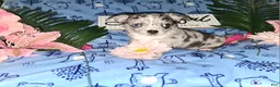 Chihuahua dogs for sale: Junior - Ad 3