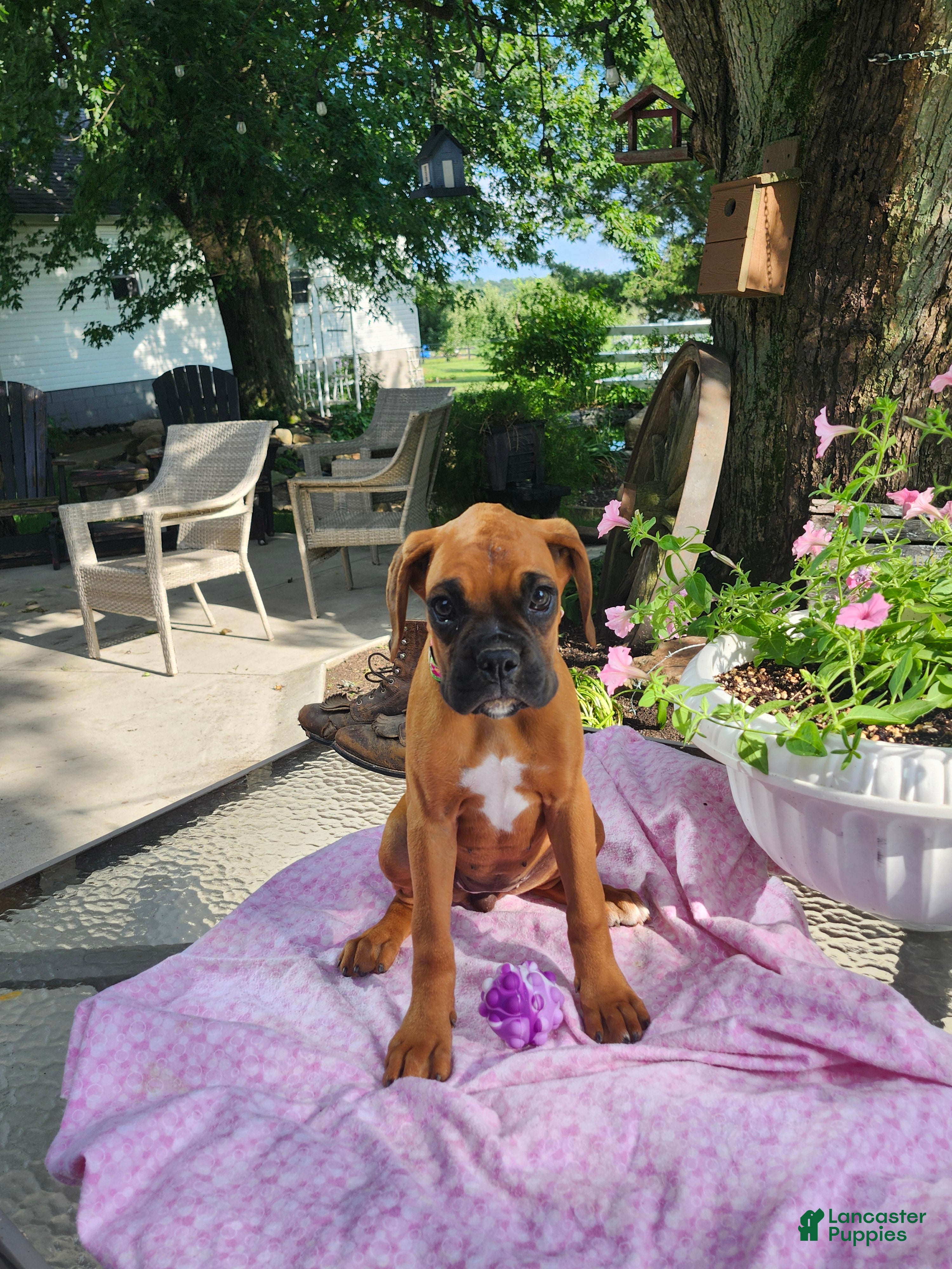 Boxer dogs Lily - Ad 1