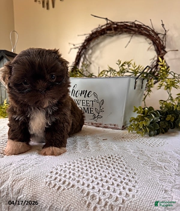 Shih Tzu dogs Julia - Ad 1