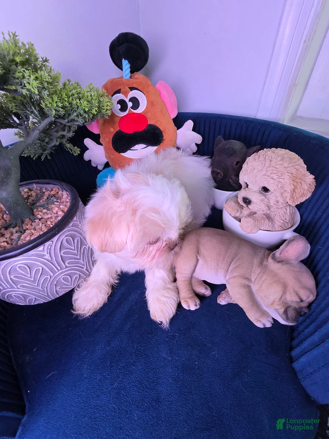 Shih Tzu dogs for sale: Shih Tzu Puppy 1 - Ad 5