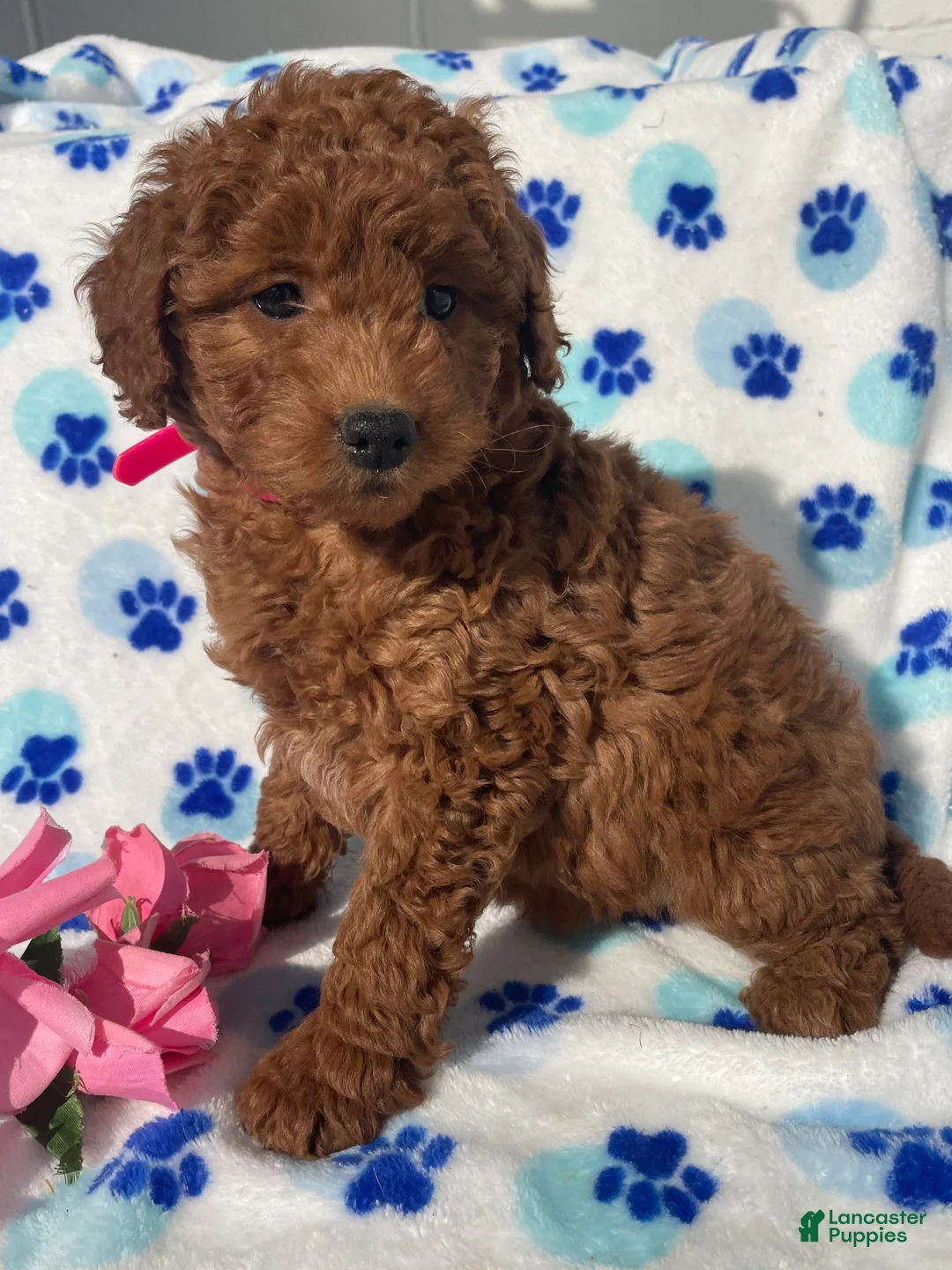 Mini Goldendoodle dogs for sale: Violet - Ad 2