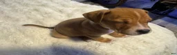 Mixed Breed dogs for sale: Ryder - Ad 10