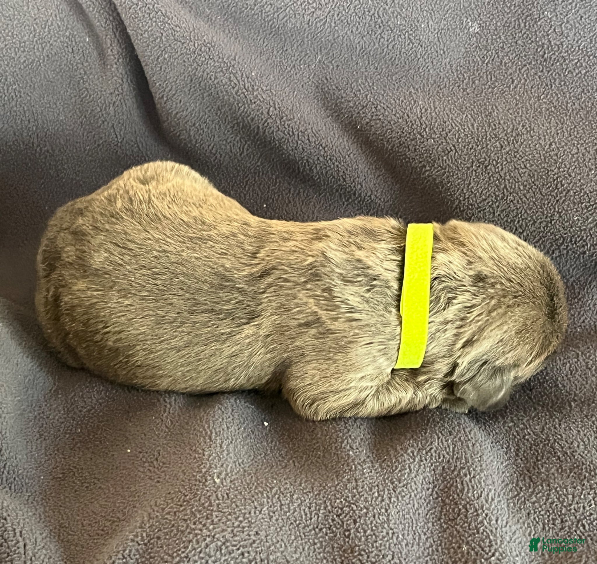 Cane Corso dogs Green collar - Ad 2