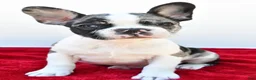 Frenchton dogs for sale: Bella  - Ad 10