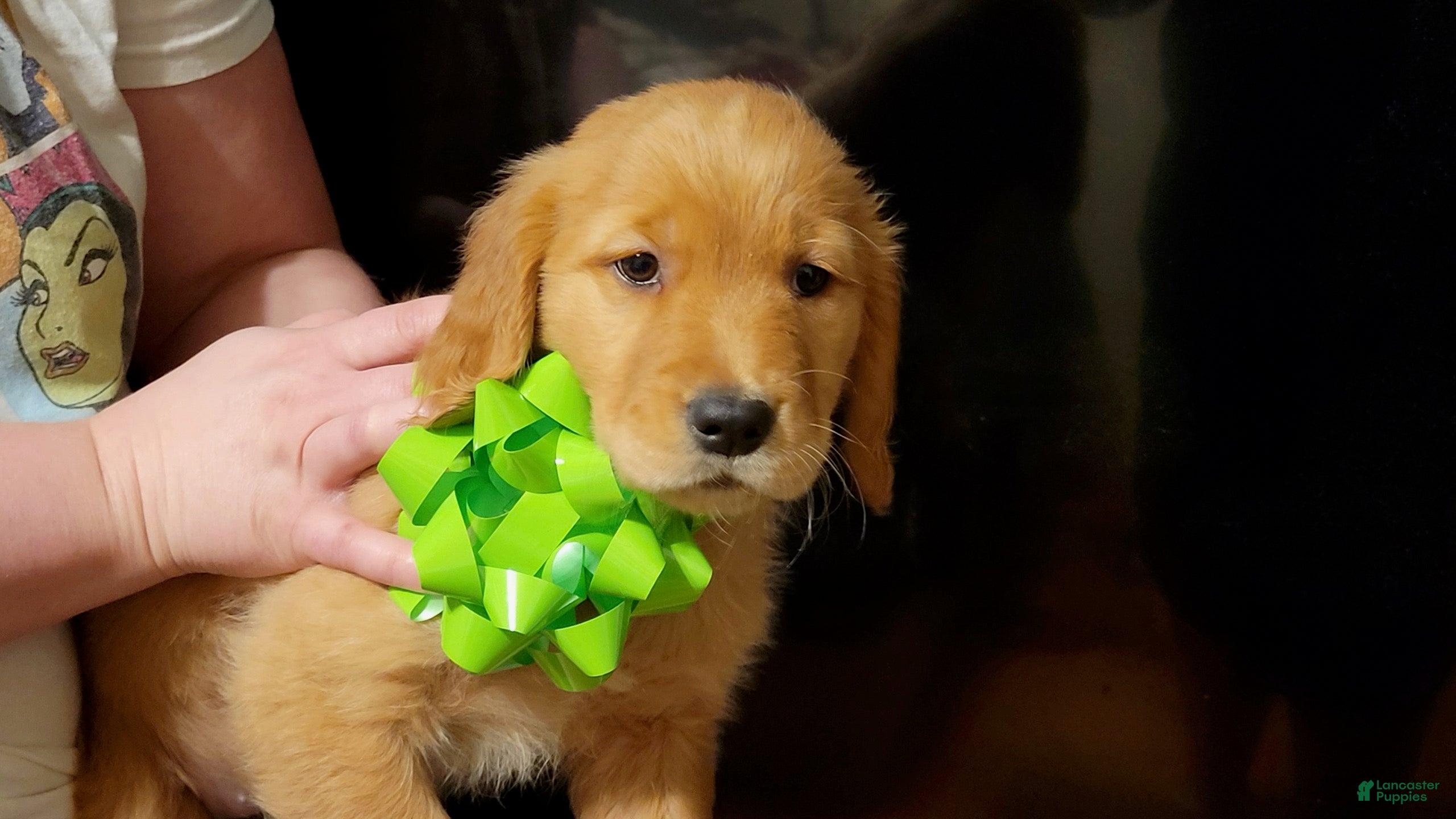 Golden Retriever dogs Golden Retriever Puppy 7 - Ad 5