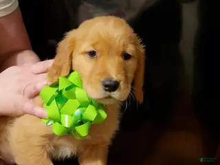 Golden Retriever dogs Golden Retriever Puppy 7 - Ad 5