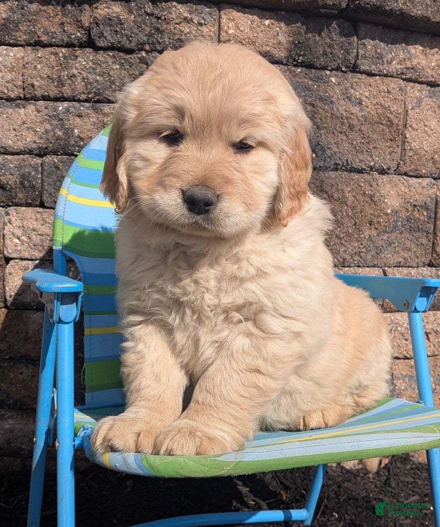 Golden Retriever dogs Selah - Ad 1