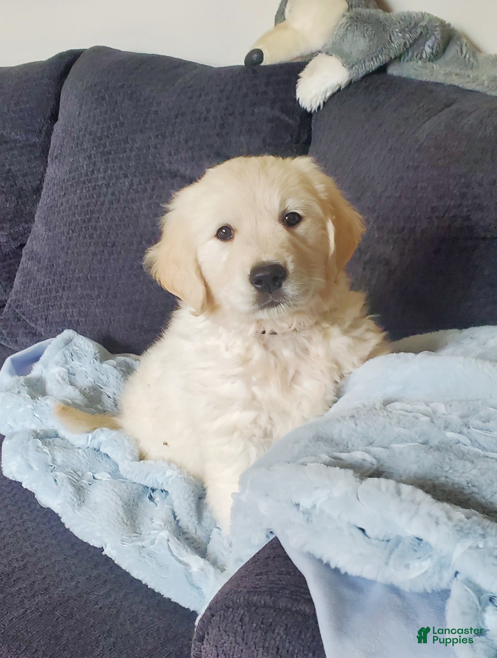 Golden Retriever dogs for sale: Laura  - Ad 1