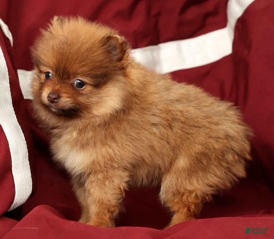Pomeranian dogs for sale: Ollie - Ad 8