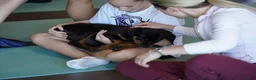 Rottweiler dogs for sale: Pick Of The Litter - Ad 1