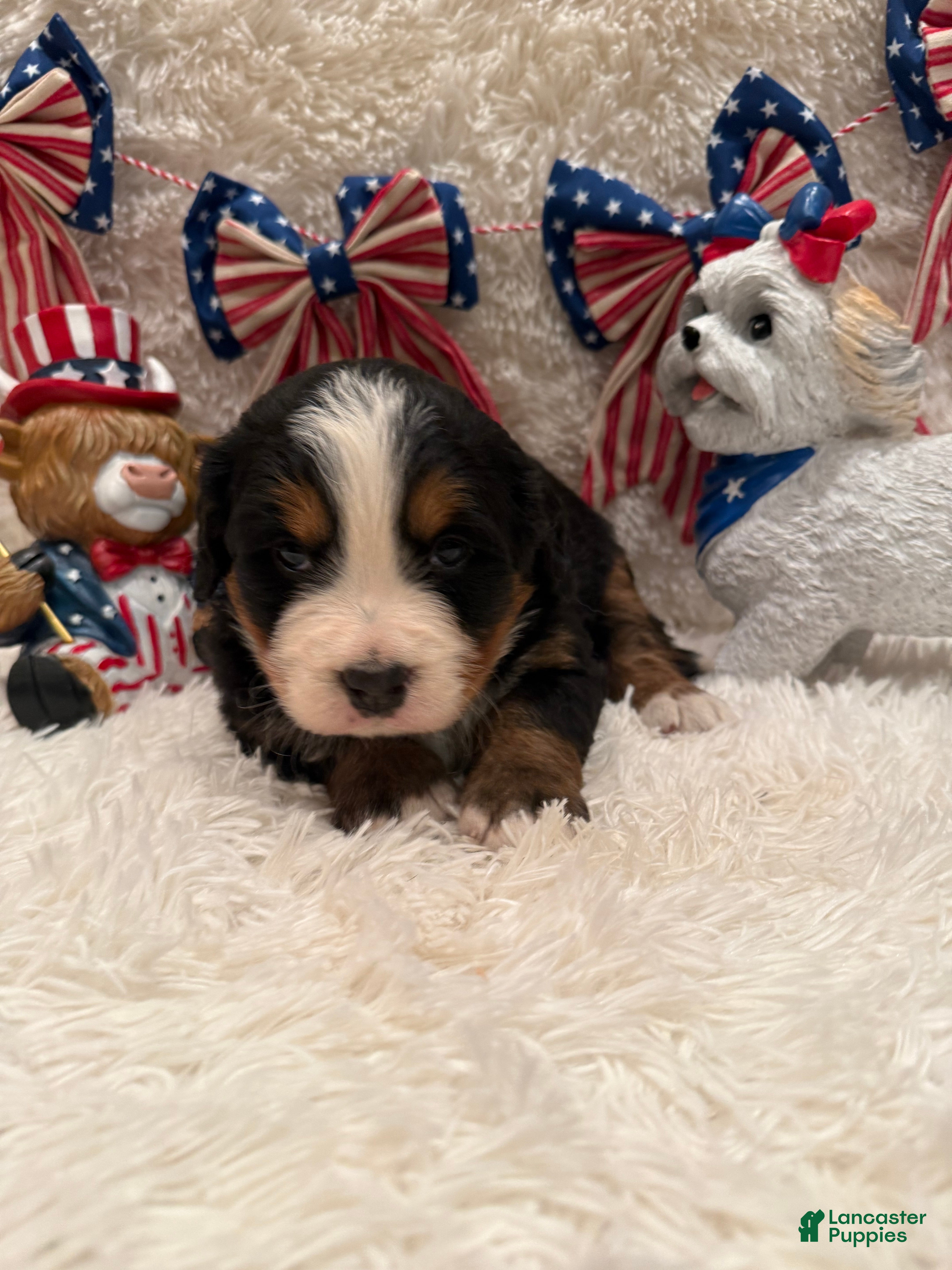 Bernese Mountain Dog dogs Hannah - Ad 5