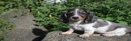 Miniature Dachshund dogs for sale: Molly - Ad 9