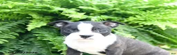 Boston Terrier dogs for sale: Mint Chip - Ad 3
