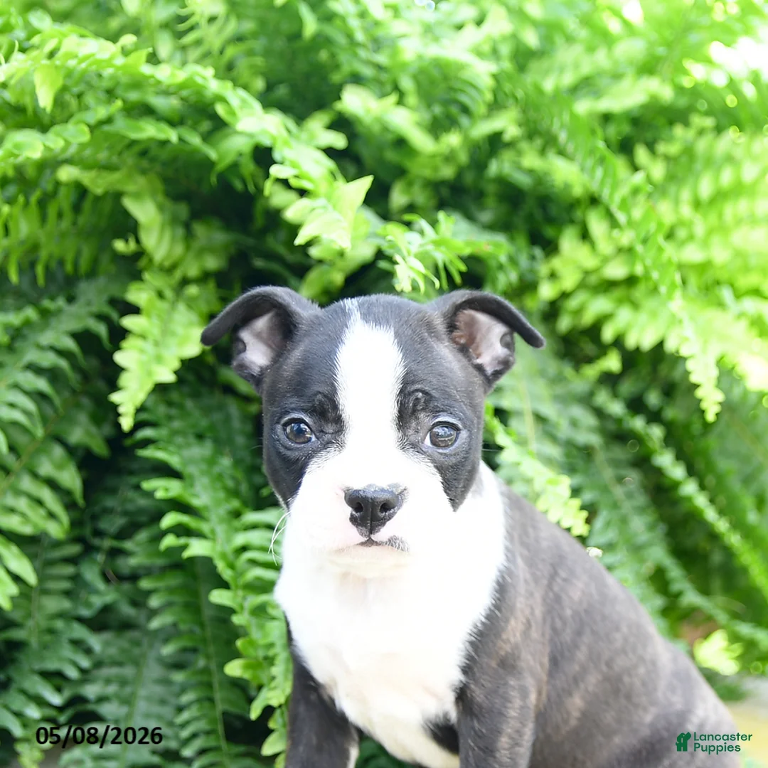 Boston Terrier dogs for sale: Mint Chip - Ad 3