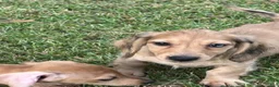 Miniature Dachshund dogs for sale: Cash - Ad 3
