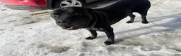 Cane Corso dogs for sale: Phantom - Ad 9