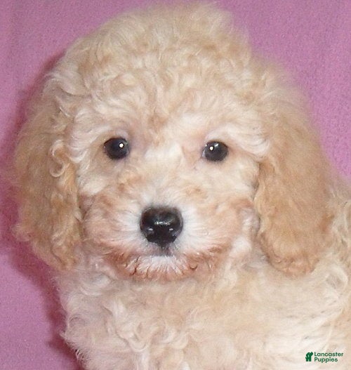 Miniature Poodle dogs Lilly - Ad 2