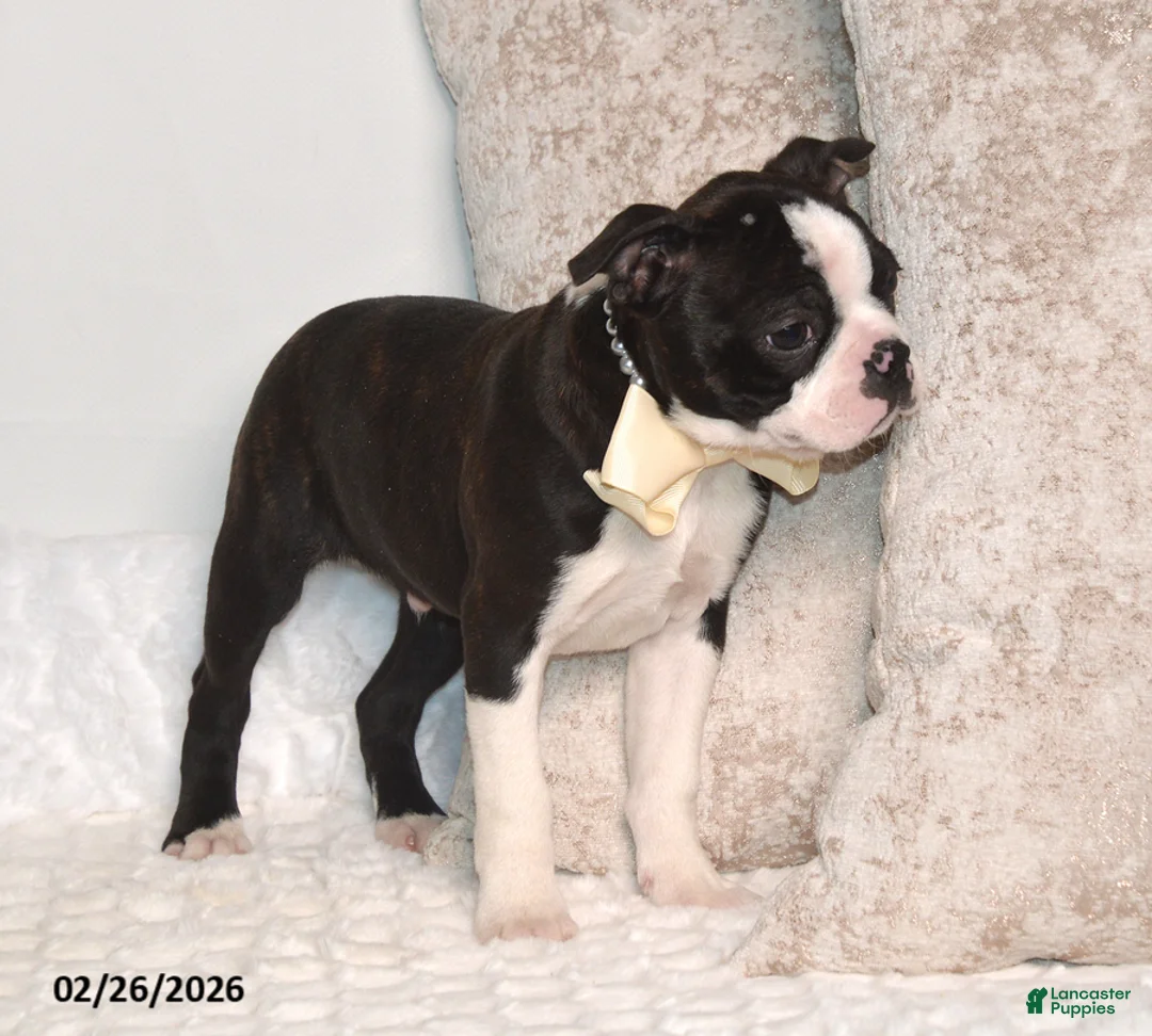 Boston Terrier dogs for sale: Billy - Ad 3