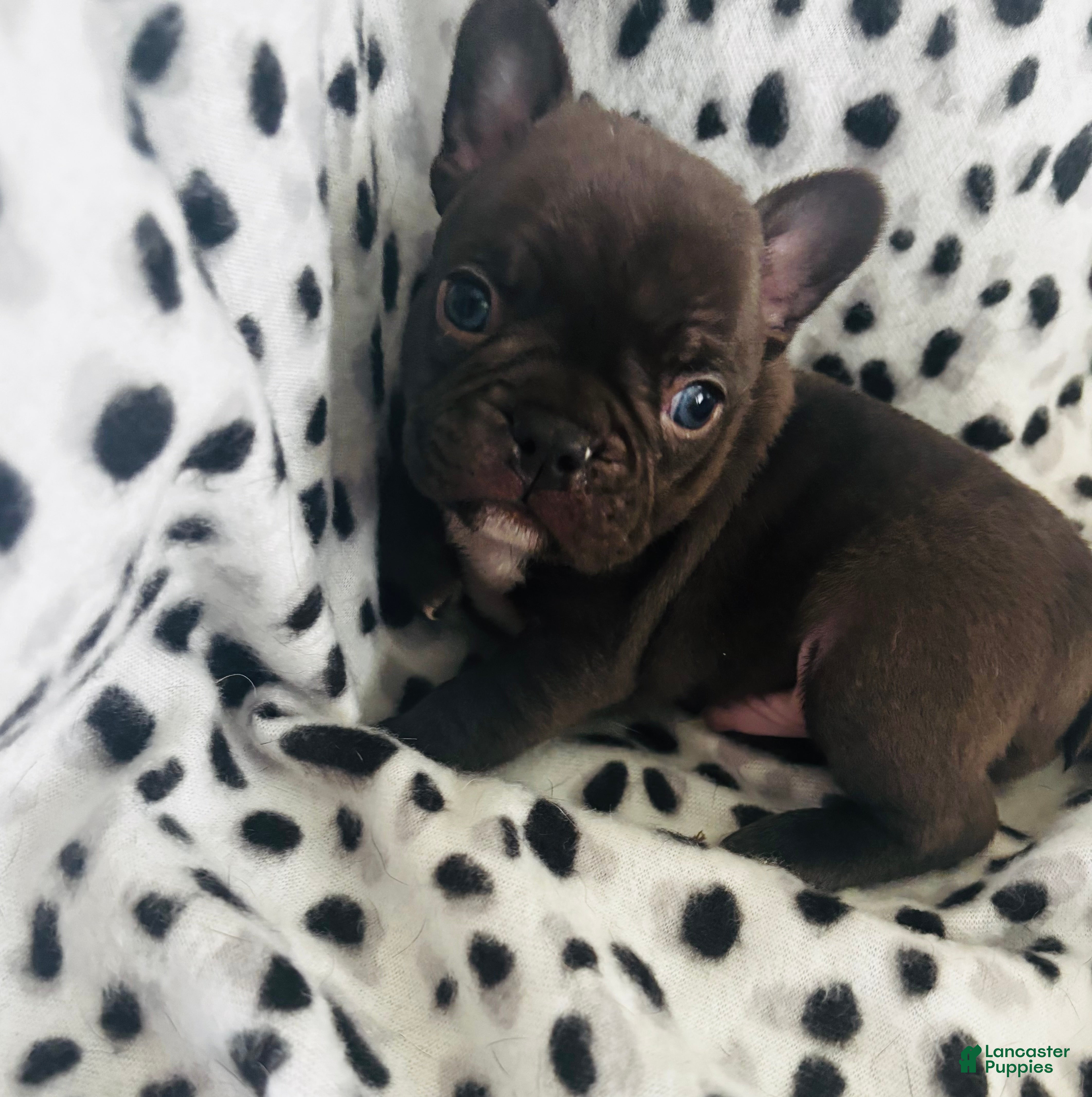 Mixed Breed dogs Cocoa - Ad 19