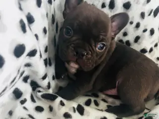 Mixed Breed dogs Cocoa - Ad 19