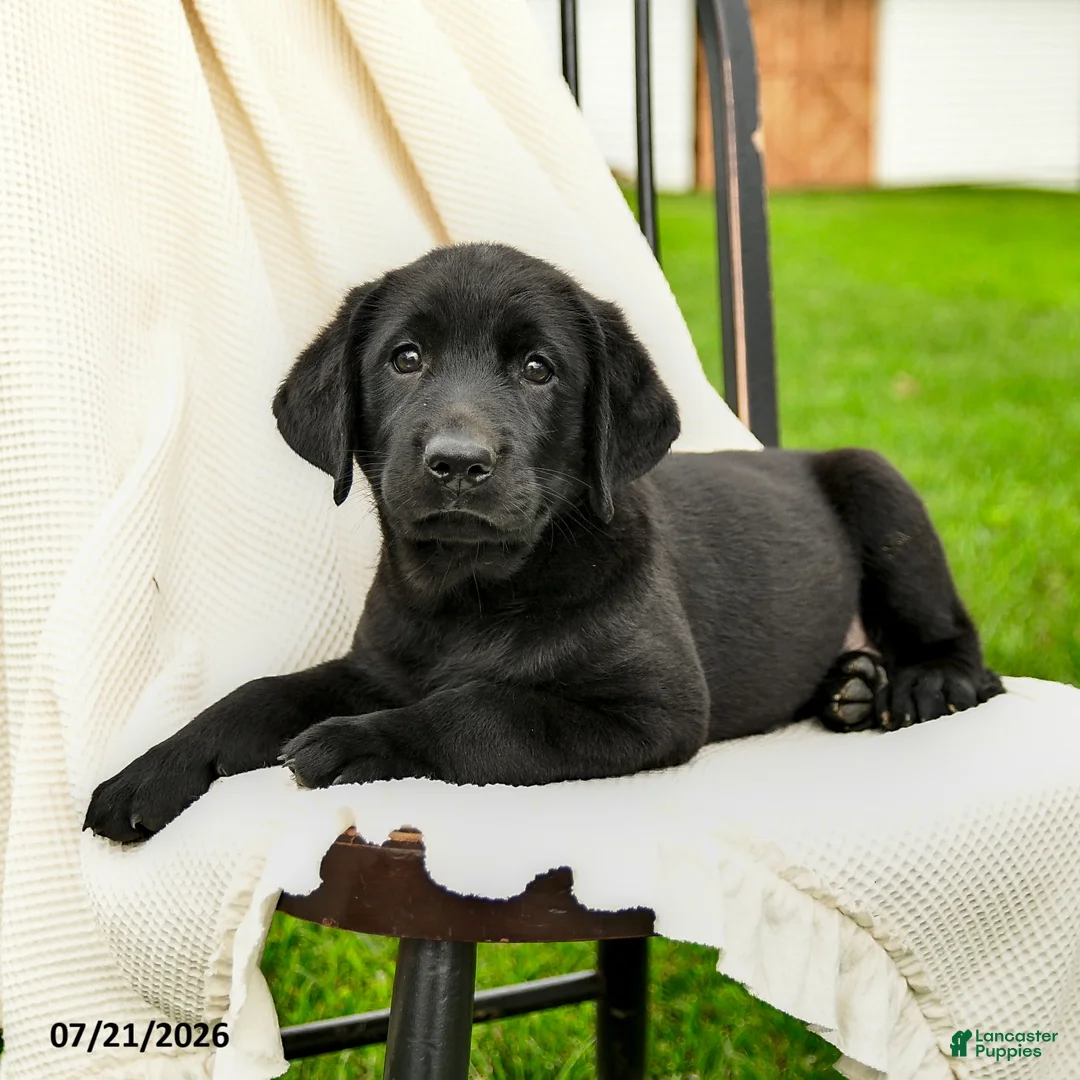 Labrador Retriever dogs for sale: Loretta - Ad 2