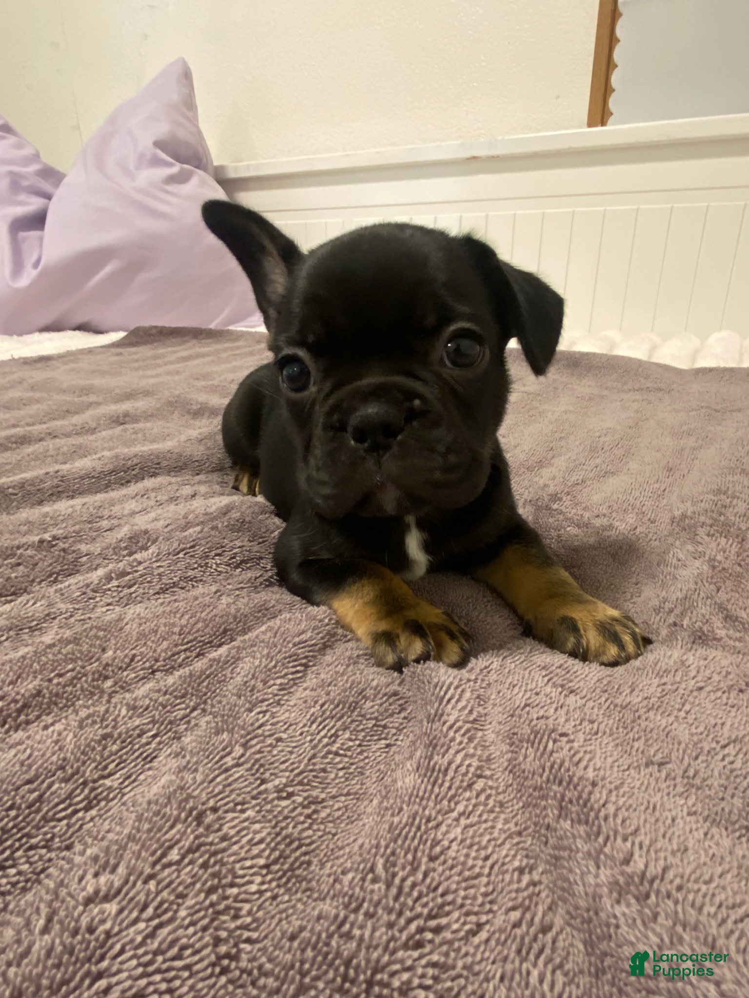 French Bulldog dogs Black and Tan Male - Ad 17