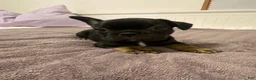 French Bulldog dogs for sale: Black and Tan Male - Ad 1
