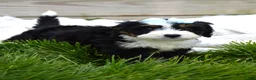 Mini Bernedoodle dogs for sale: Lacey - Ad 2
