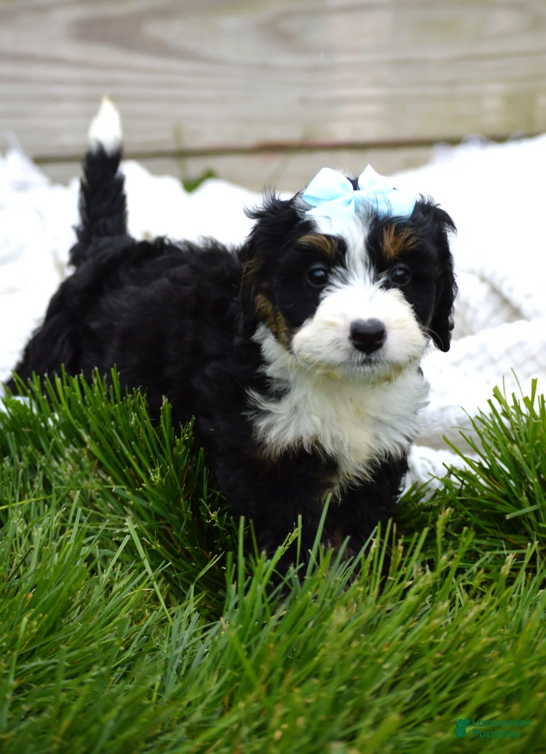 Mini Bernedoodle dogs for sale: Lacey - Ad 2