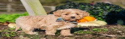 Maltipoo dogs for sale: Weston - Ad 5
