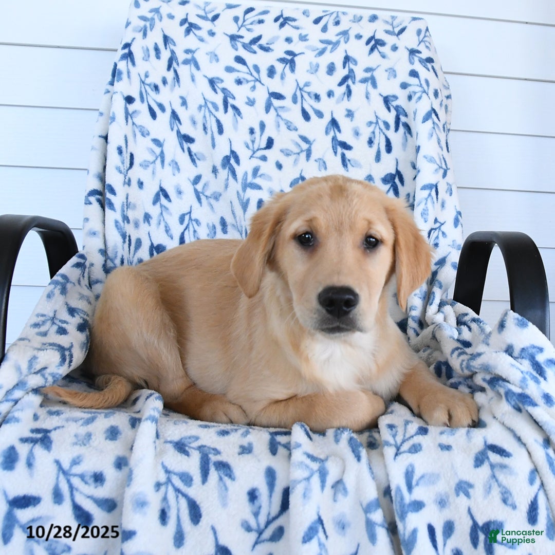 Golden Retriever dogs for sale: Paisley - Ad 2