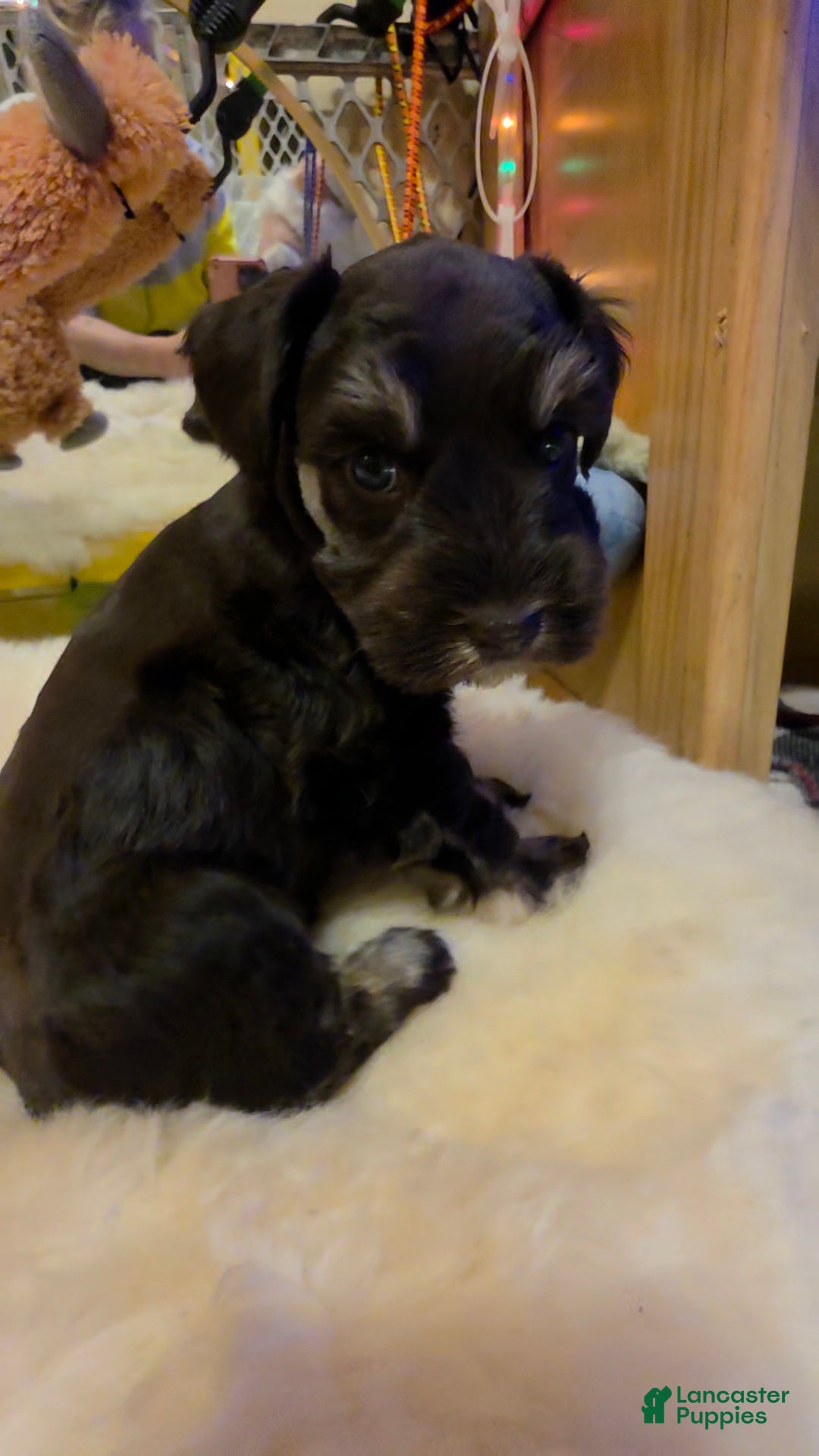 Miniature Schnauzer dogs Suki bluish eyes - Ad 1