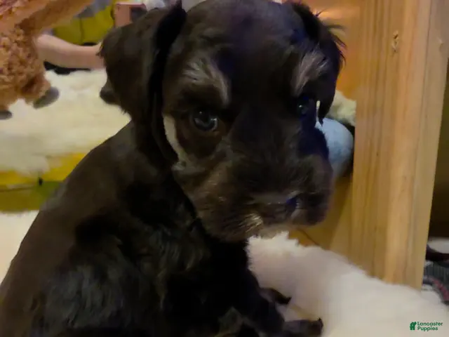 Miniature Schnauzer dogs Suki bluish eyes - Ad 1