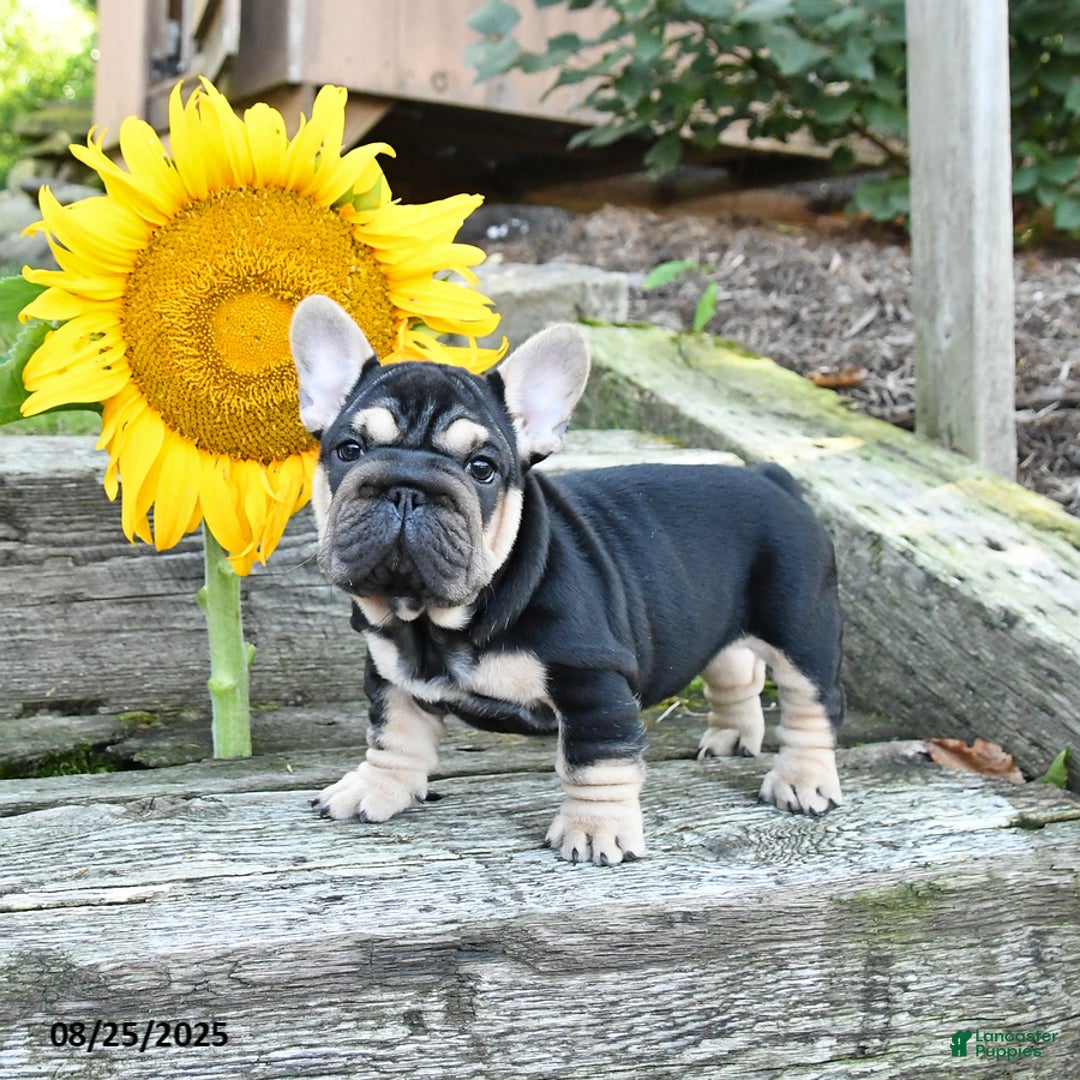 Bulldog Mix Frenchie Pit Bulldog Cross Frenchie Pitbull Puppies 3+