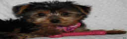 Yorkshire Terrier dogs for sale: ABBY - Ad 5
