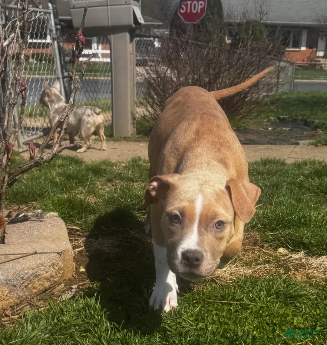 American Bully dogs for sale: AALIYAH - Ad 2