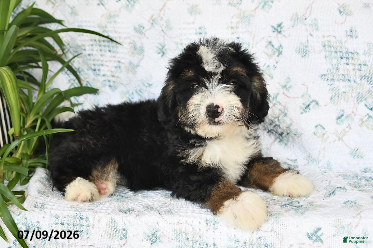 Mini Bernedoodle dogs Vicky - Ad 2