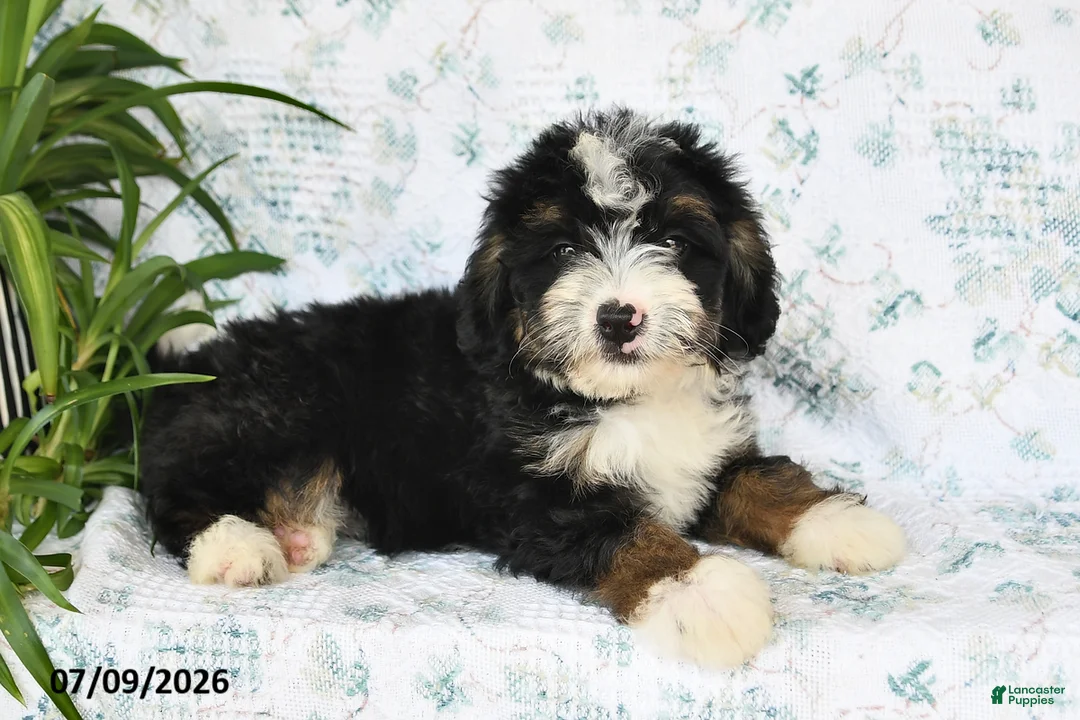 Mini Bernedoodle dogs for sale: Vicky - Ad 2