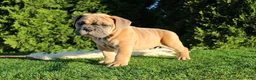 English Bulldog dogs for sale: Dallas - Ad 4