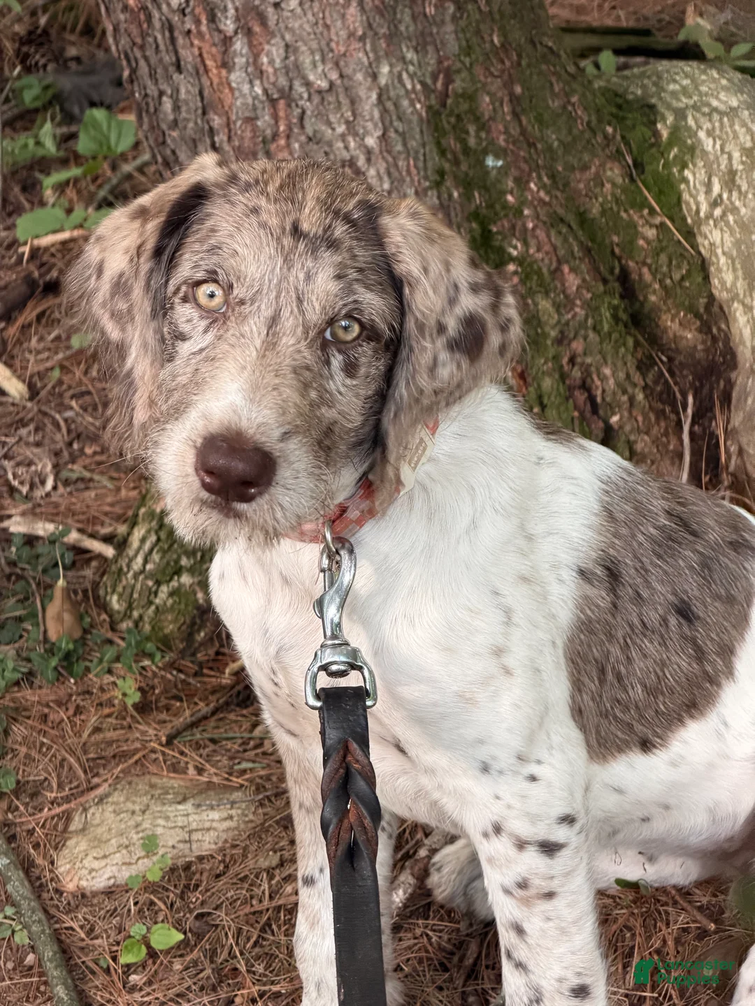 Mixed Breed dogs for sale: Khaleesi  - Ad 1