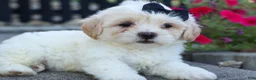Teddy Bear dogs for sale: Bently 🐶 - Ad 13