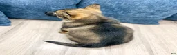 German Shepherd dogs for sale: Jewell - Ad 4