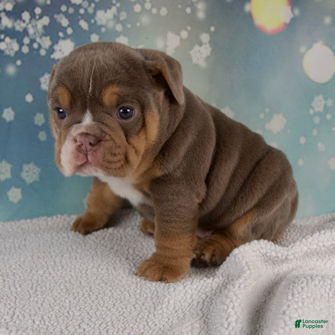 Mixed Breed dogs for sale: Flicka  - Ad 3