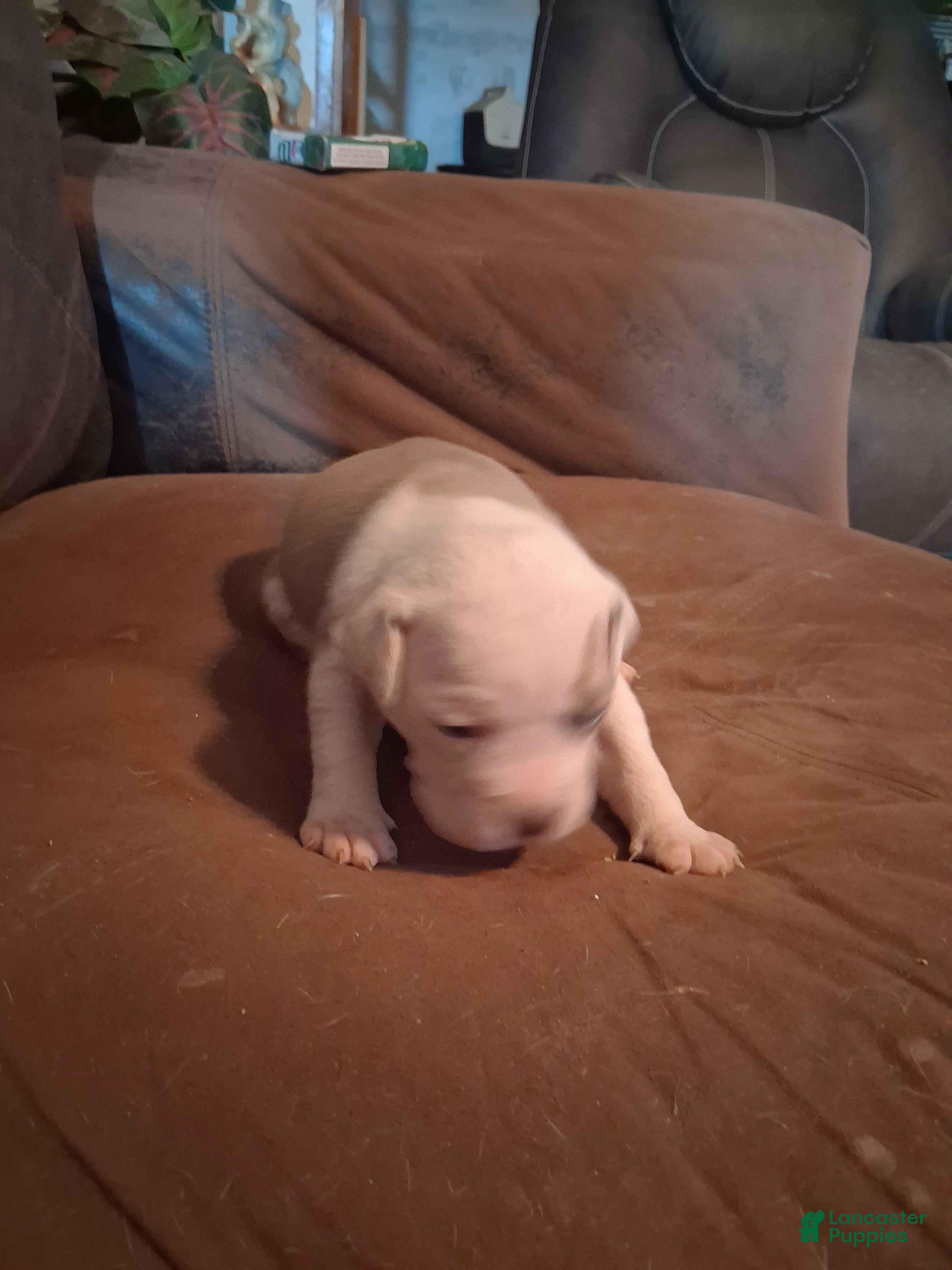 American Bully dogs She-Ra - Ad 8