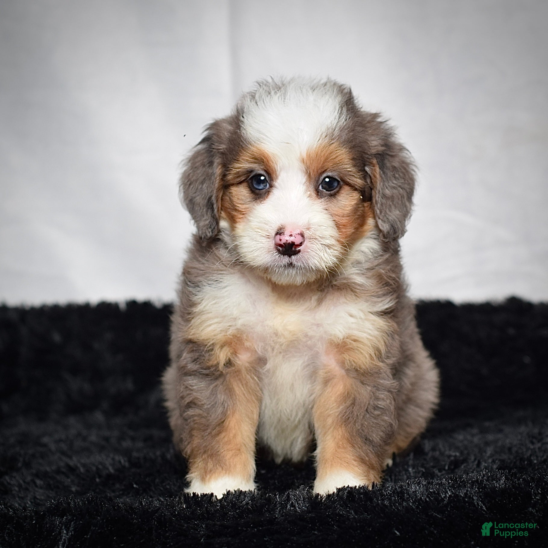 Mini Bernedoodle dogs Buzz - Ad 1