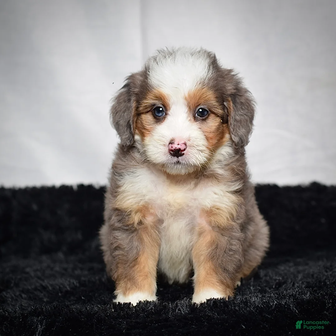 Mini Bernedoodle dogs for sale: Buzz - Ad 1
