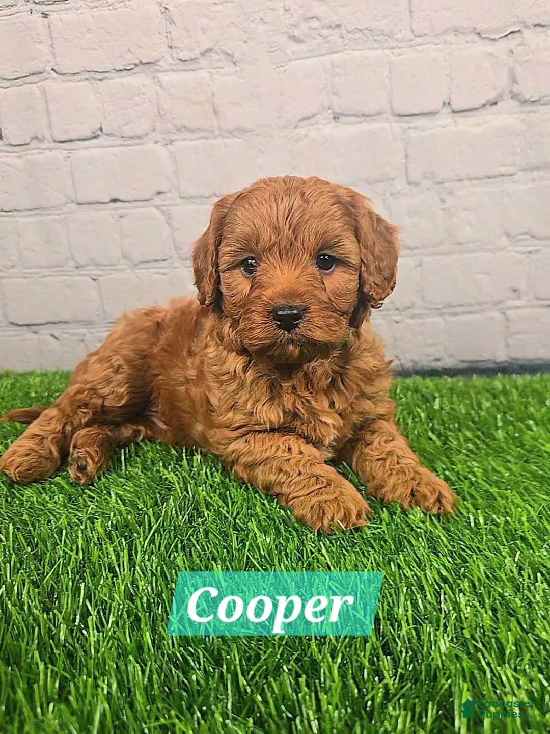 Cavapoo dogs for sale: Cooper  - Ad 4