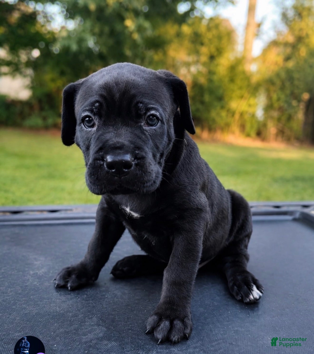 Mixed Breed dogs Mixed Breed 5 - Ad 8