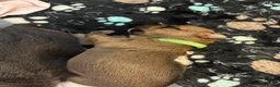 Mixed Breed dogs for sale: Saint - Ad 2